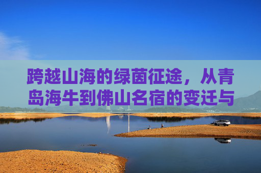 跨越山海的绿茵征途，从青岛海牛到佛山名宿的变迁与坚守
