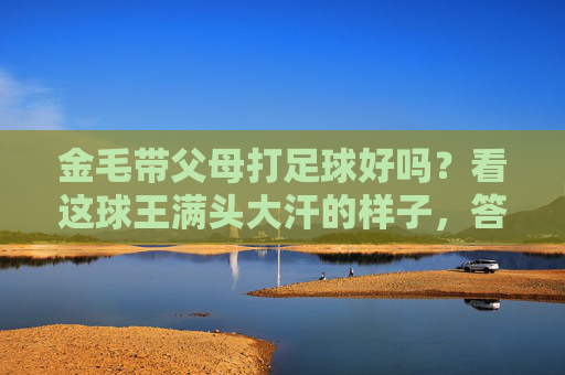 金毛带父母打足球好吗?看这球王满头大汗的样子,答案太暖心了