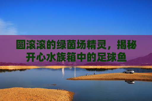 圆滚滚的绿茵场精灵,揭秘开心水族箱中的足球鱼