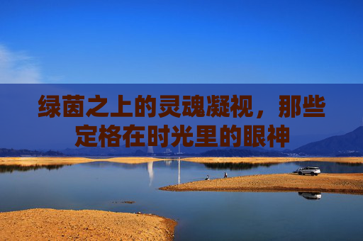 绿茵之上的灵魂凝视,那些定格在时光里的眼神