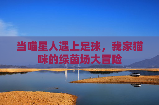当喵星人遇上足球,我家猫咪的绿茵场大冒险