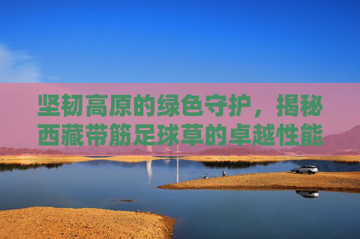 坚韧高原的绿色守护,揭秘西藏带筋足球草的卓越性能与应用
