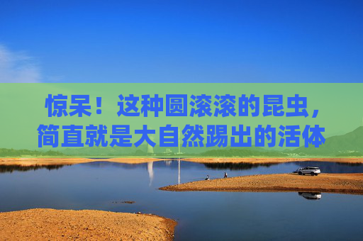 惊呆!这种圆滚滚的昆虫,简直就是大自然踢出的活体足球