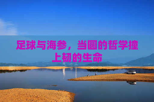 足球与海参，当圆的哲学撞上韧的生命