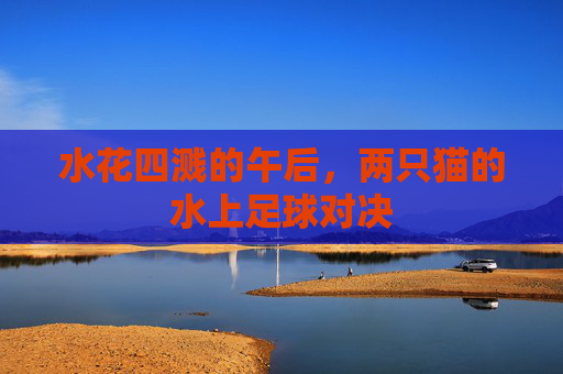 水花四溅的午后,两只猫的水上足球对决