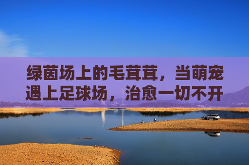 绿茵场上的毛茸茸,当萌宠遇上足球场,治愈一切不开心