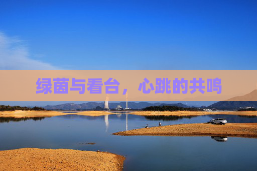 绿茵与看台,心跳的共鸣