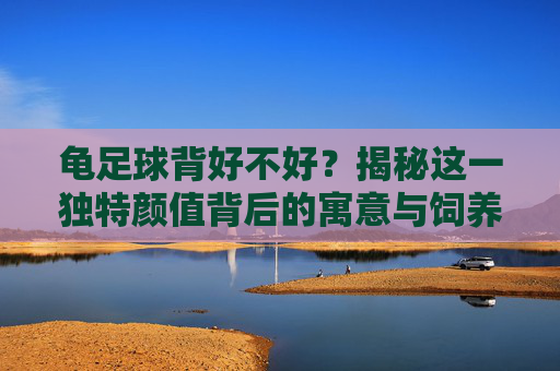 龟足球背好不好？揭秘这一独特颜值背后的寓意与饲养价值