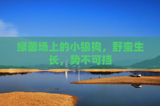 绿茵场上的小狼狗，野蛮生长，势不可挡