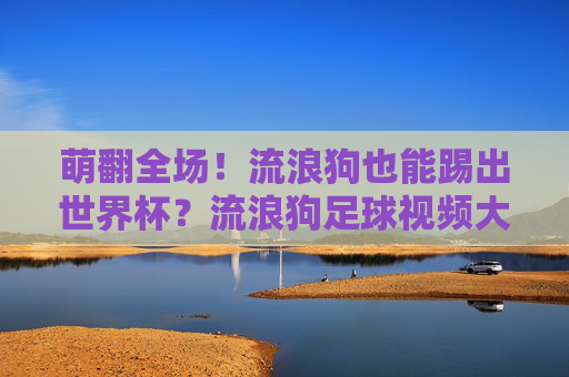 萌翻全场!流浪狗也能踢出世界杯?流浪狗足球视频大全,治愈你的不开心