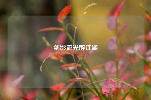 剑影流光醉江湖