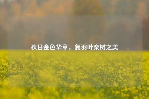 秋日金色华章,复羽叶栾树之美