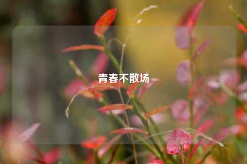 青春不散场