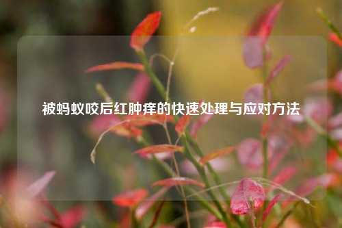 被蚂蚁咬后红肿痒的快速处理与应对方法