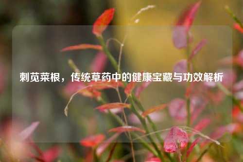 刺苋菜根，传统草药中的健康宝藏与功效解析